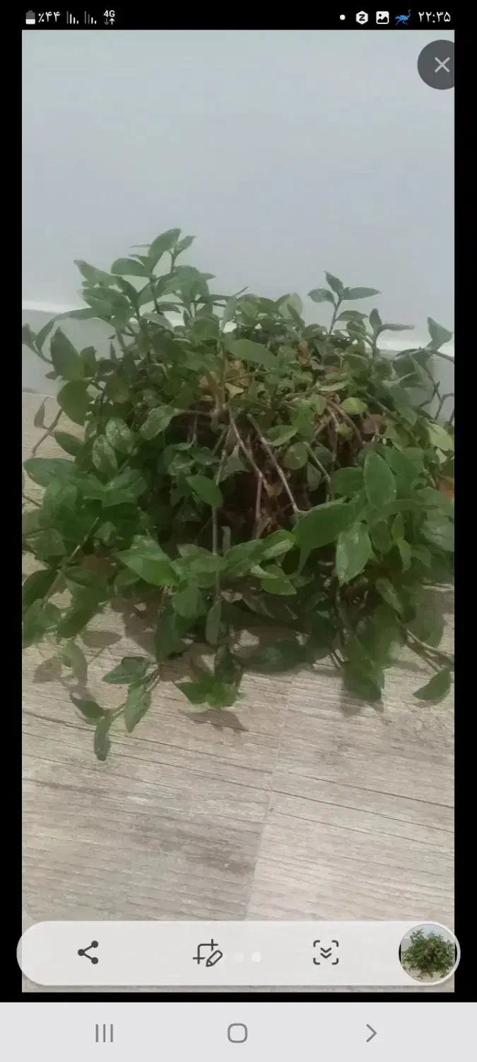 گل طبیعی|گل و گیاه طبیعی|شیروان (خراسان), |دیوار