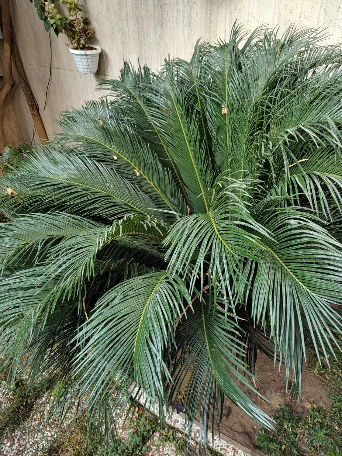 گل سیکاس|گل و گیاه طبیعی|بابل, |دیوار