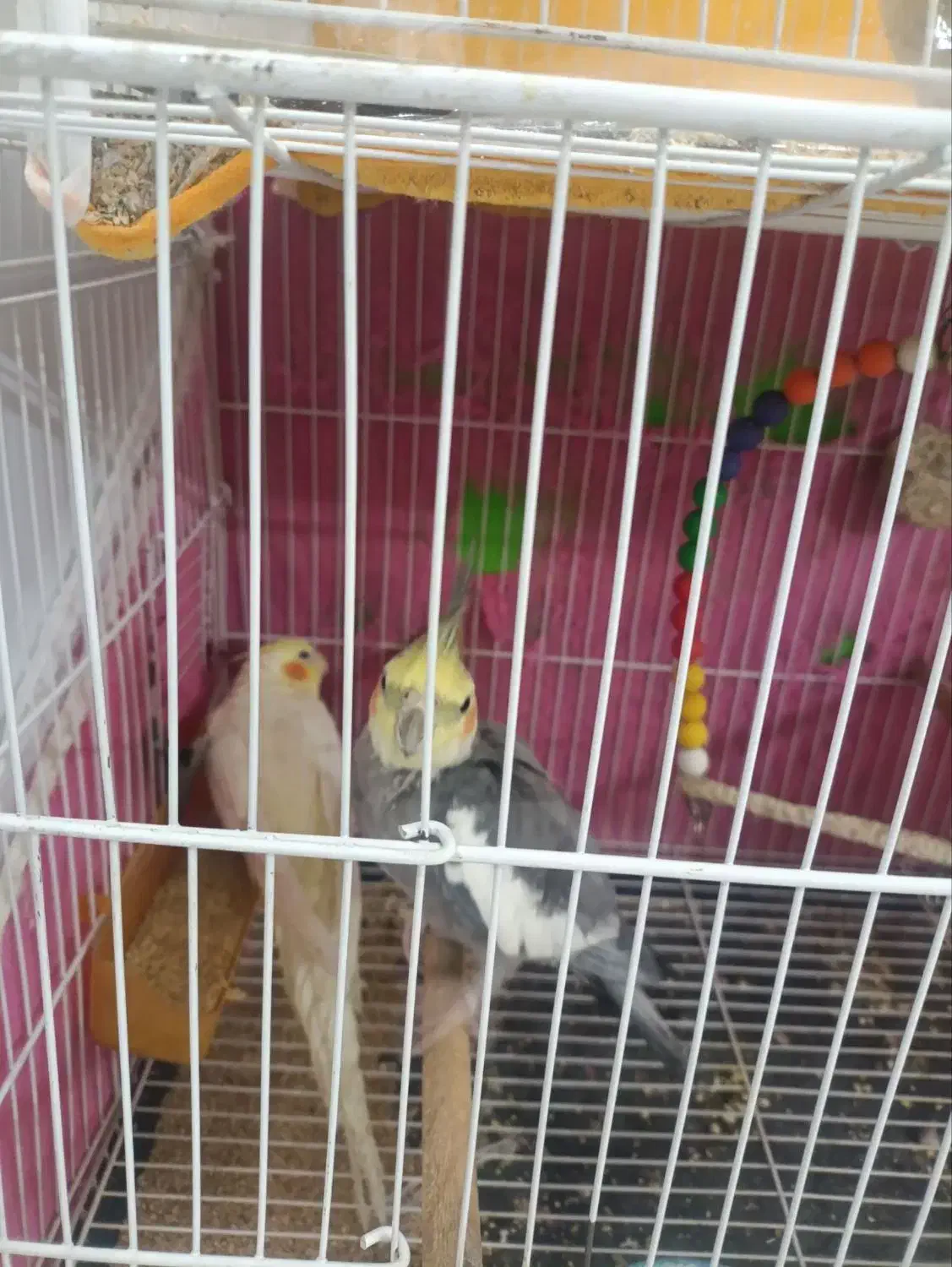 عروس هلندی|پرنده|مشهد, سیلو|دیوار