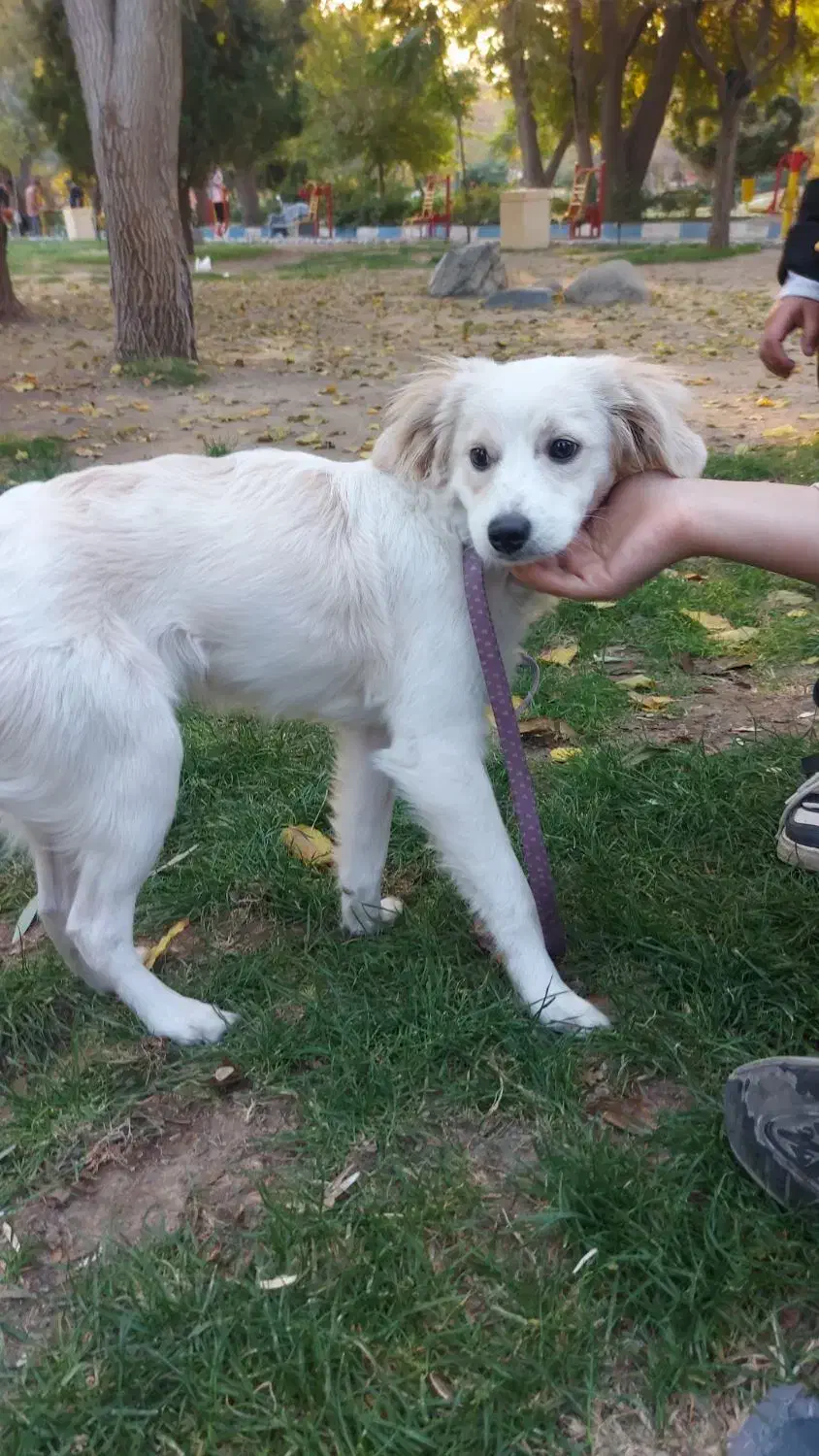 سگ واگذاری|سگ|کرج, کمالشهر|دیوار