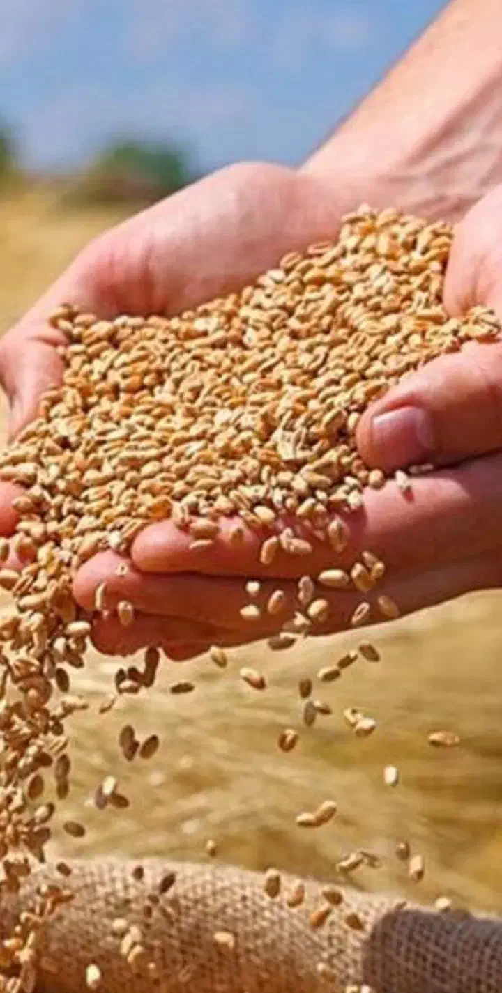 گندم|خوردنی و آشامیدنی|قلقل رود, |دیوار