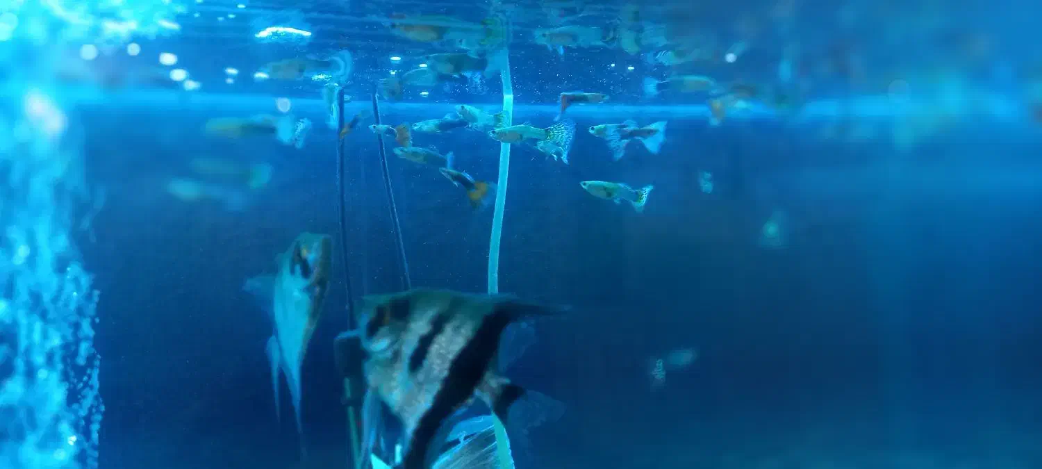 ماهی گوپی|ماهی|قم, باغ شریفی|دیوار