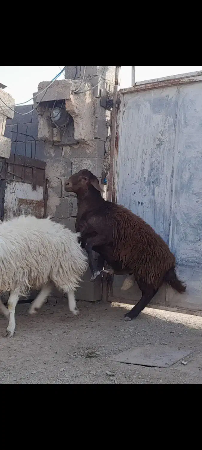 بره نر|حیوانات مزرعه|خواف, |دیوار