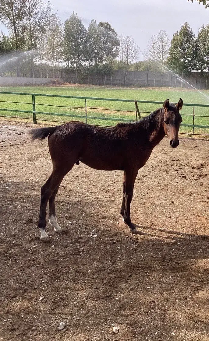فروشی فوری|اسب و تجهیزات اسبسواری|هشتگرد, تهران دشت|دیوار