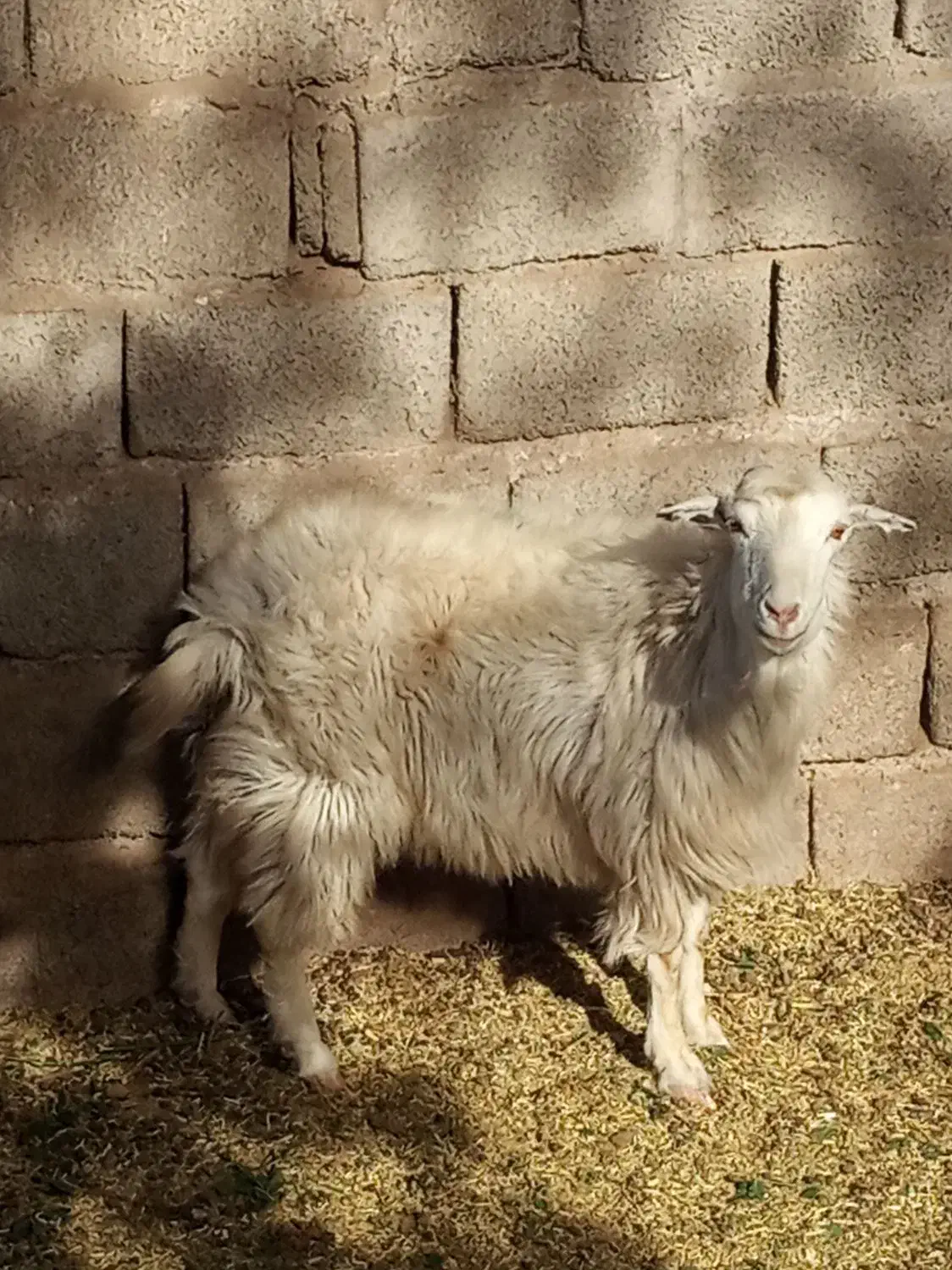 بز جوان سالم|حیوانات مزرعه|سیرجان, |دیوار
