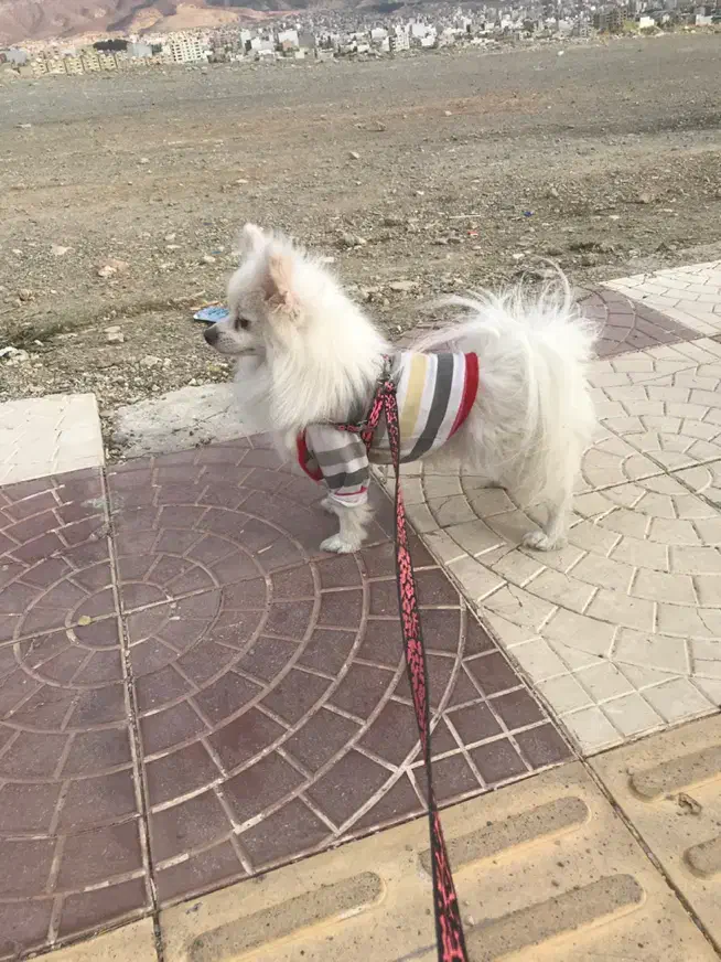 توله پامر روباهی|سگ|ایلام, |دیوار