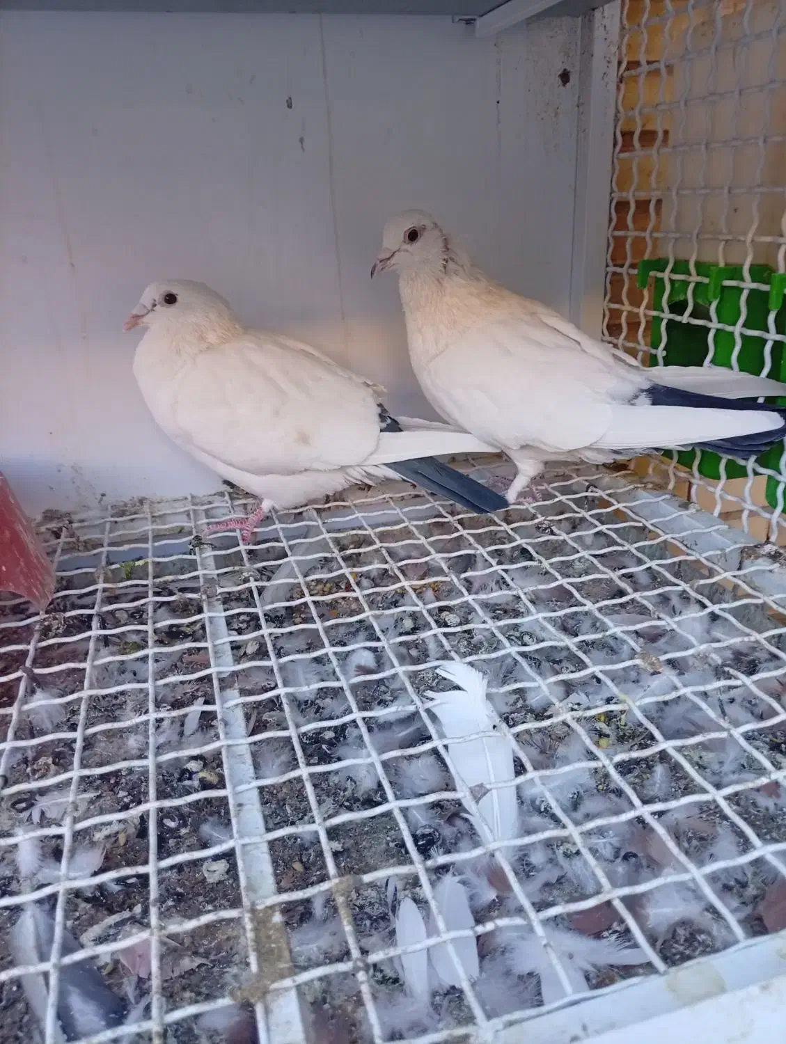 چند عدد کبوتر دورگ وپلاکی کمیاب آس|پرنده|لنجان, |دیوار