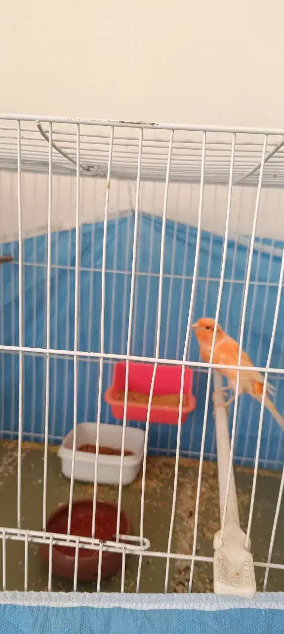 قناری نر رد|پرنده|خوسف, |دیوار