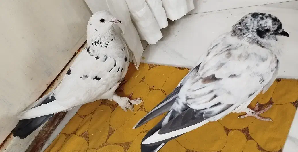 کبوتر|پرنده|پاکدشت, پاکدشت (مامازند)|دیوار