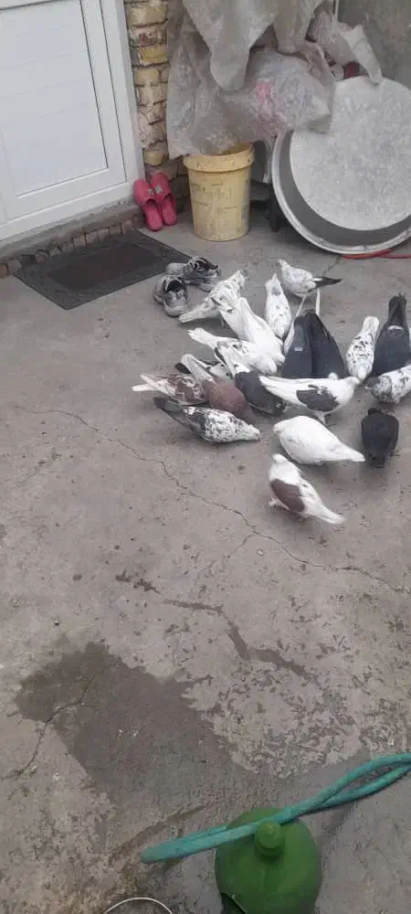 فروش کبوتر|پرنده|ارومیه, |دیوار