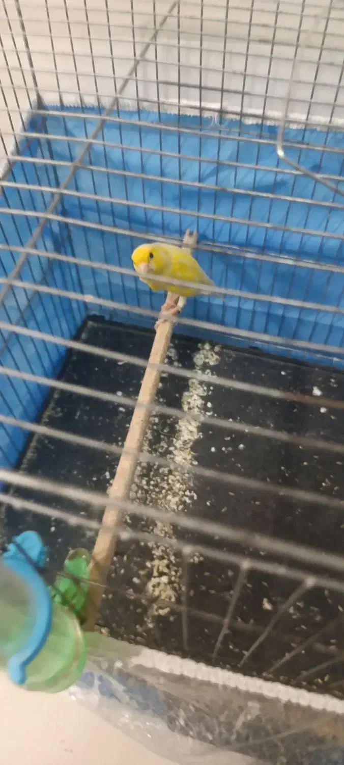 قناری دو عدد نر مست عالی|پرنده|شیراز, سلطان آباد|دیوار