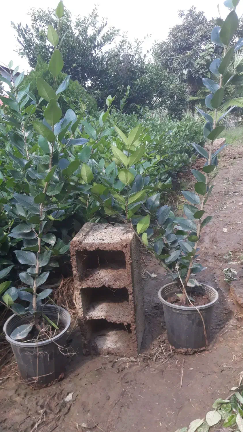 یاس هلندی گل زینتی|گل و گیاه طبیعی|اطاقور, |دیوار