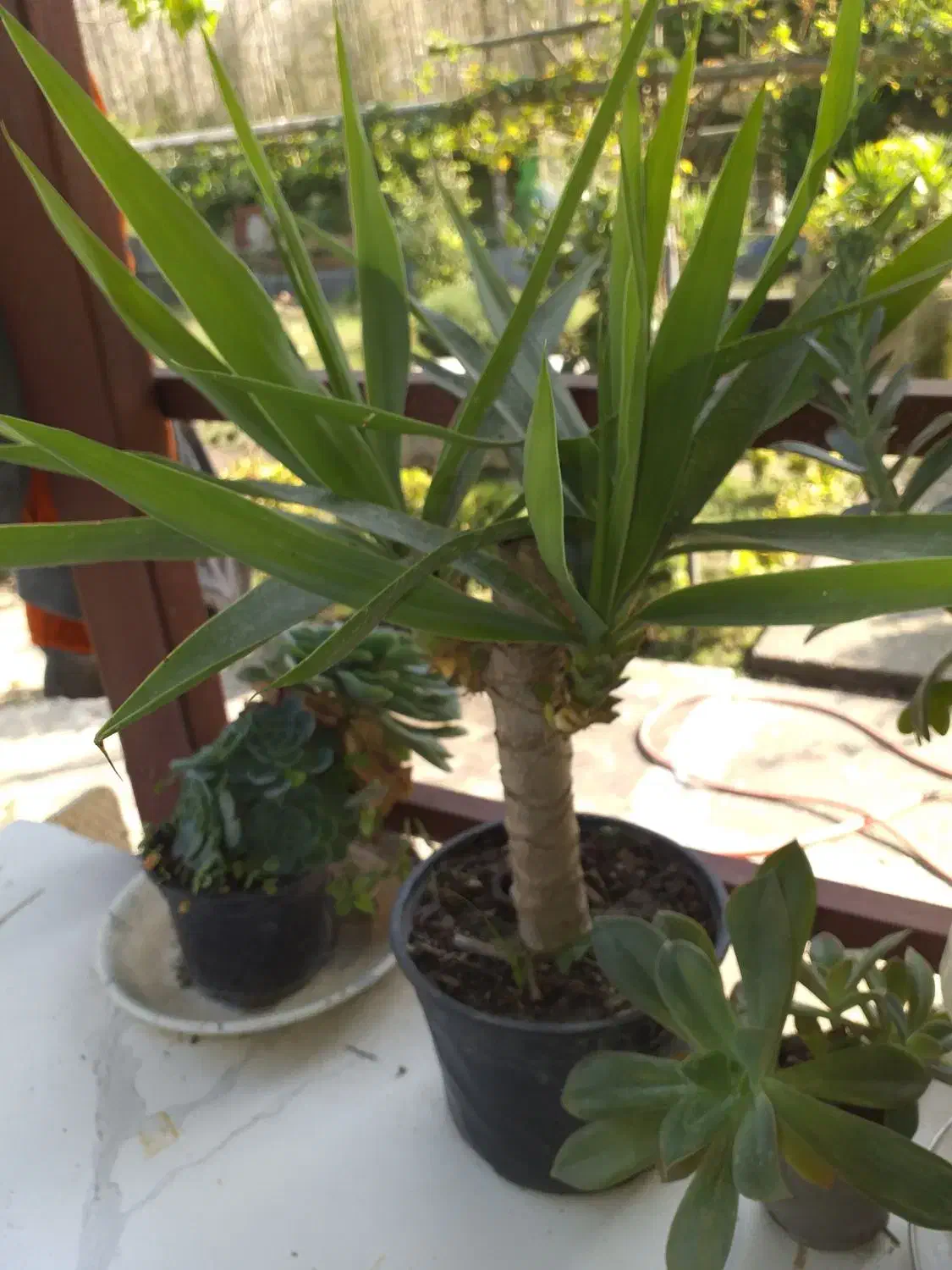 یوکا گلدانی و زیبا|گل و گیاه طبیعی|کلارآباد, |دیوار