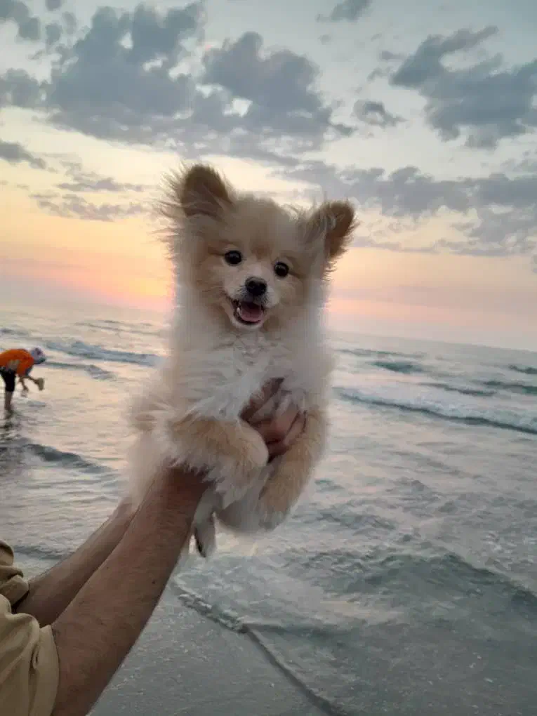 سگ پامر|سگ|ری, امین آباد|دیوار