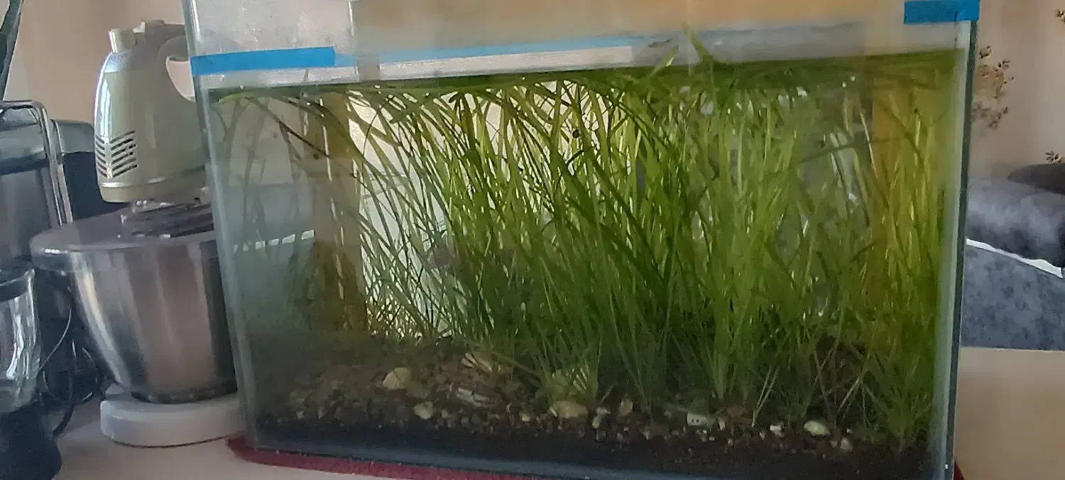 یک عدد آکواریوم|ماهی|تاکستان, |دیوار