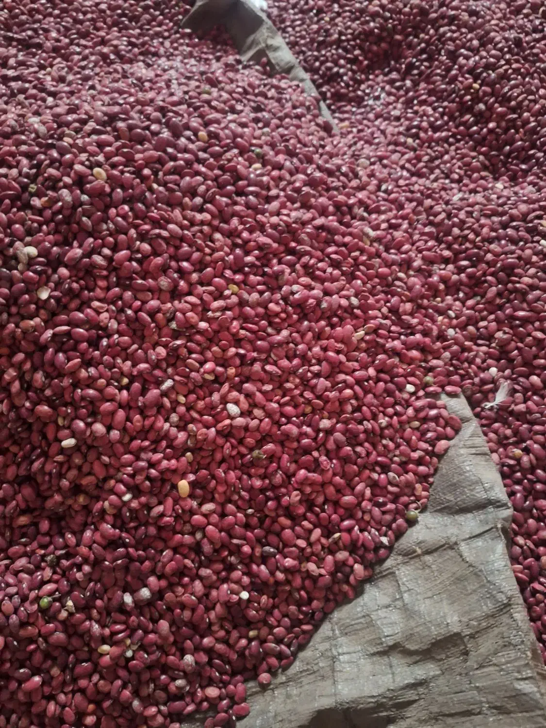 یک تن لوبیا قرمز|عمده‌فروشی|خرمدره, |دیوار