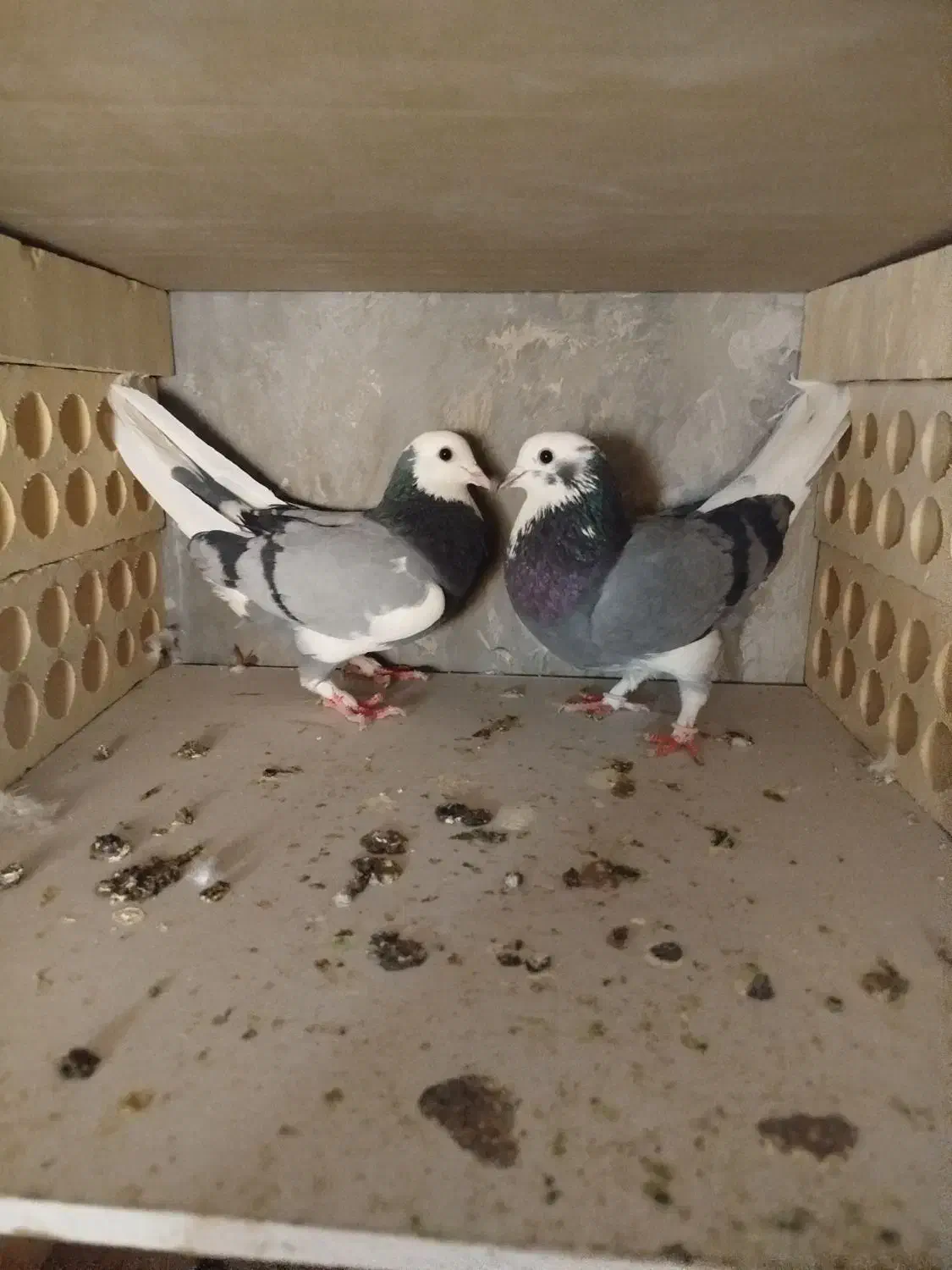 کفتر کبوتر|پرنده|فردیس, شهرک ۱۱۰|دیوار