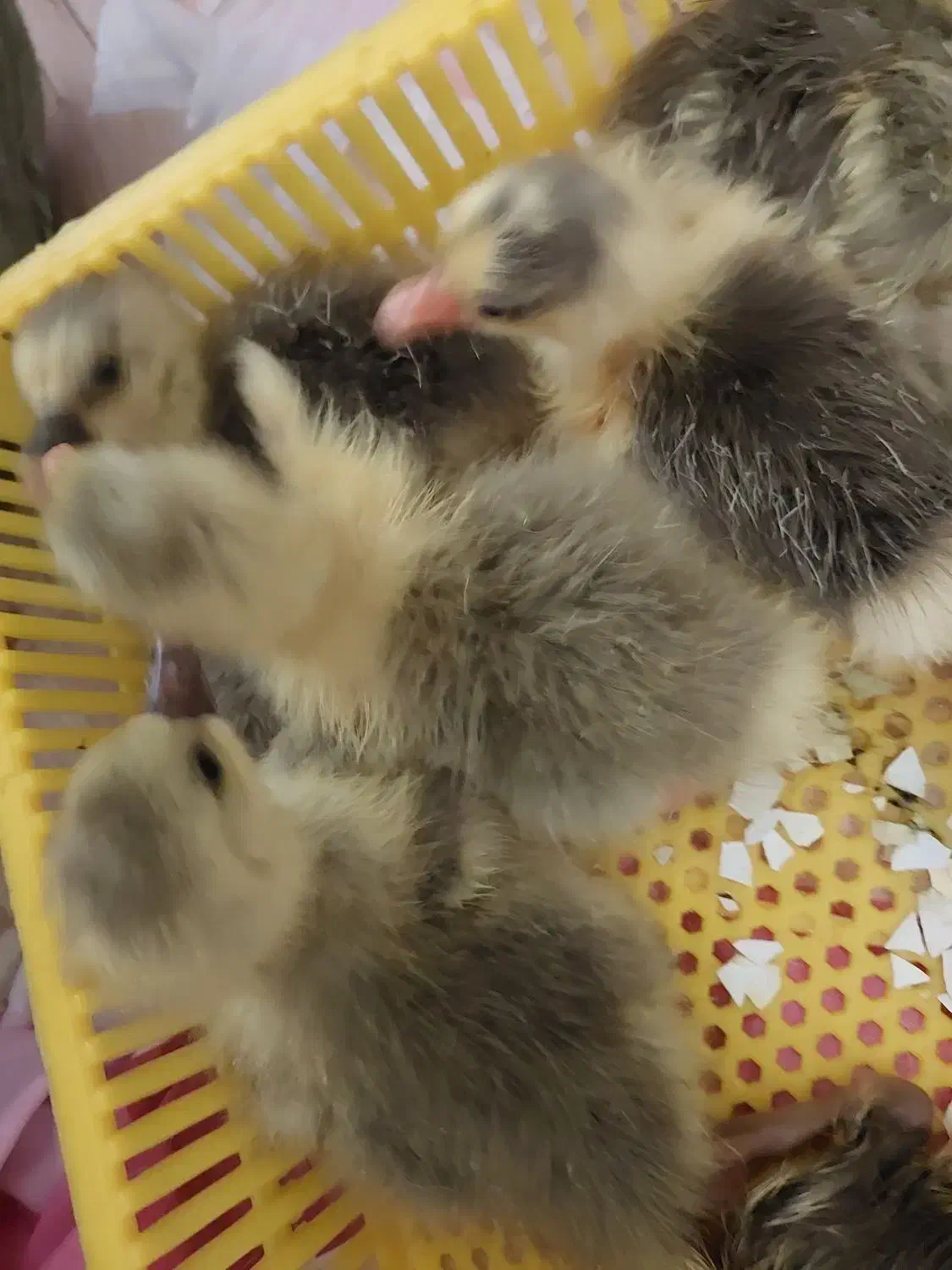 جوجه قاز|حیوانات مزرعه|رشت, سعدی (تختی)|دیوار