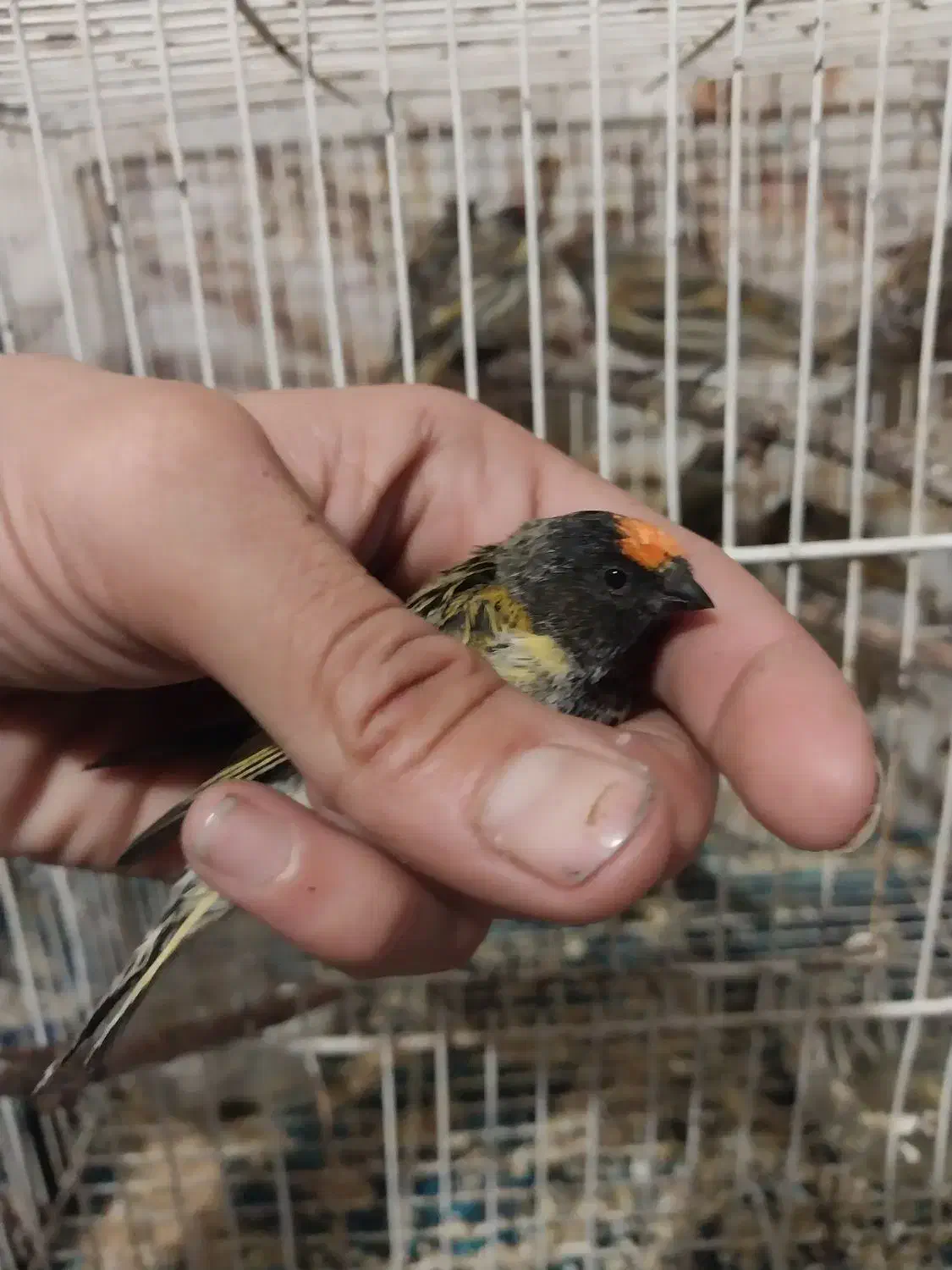 سهره|پرنده|مشهد, رضاییه|دیوار