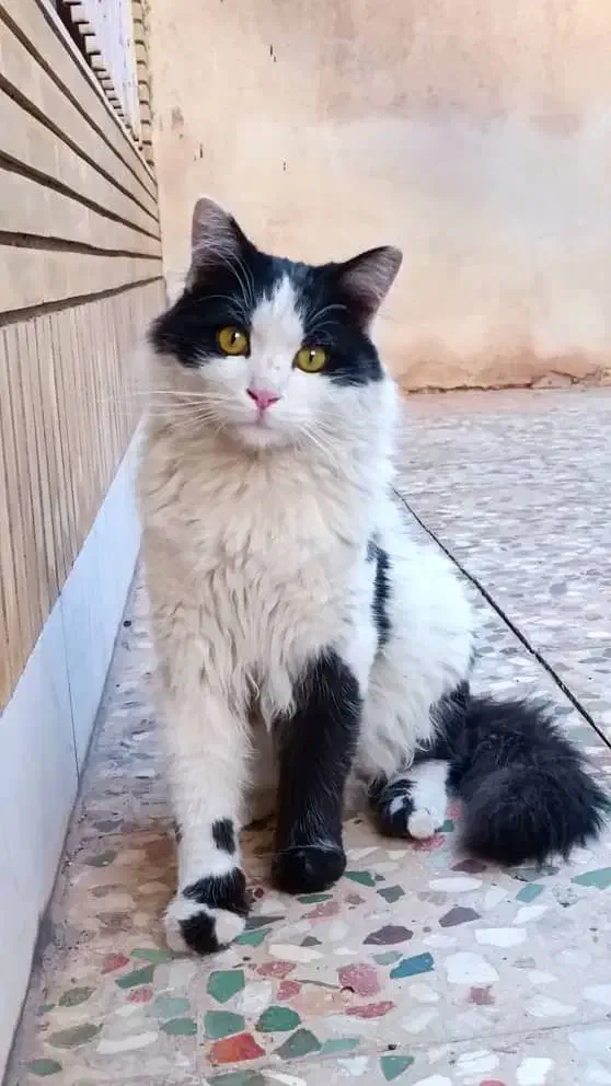 گربه خونگی ونیمه دستی|گربه|لنجان, |دیوار