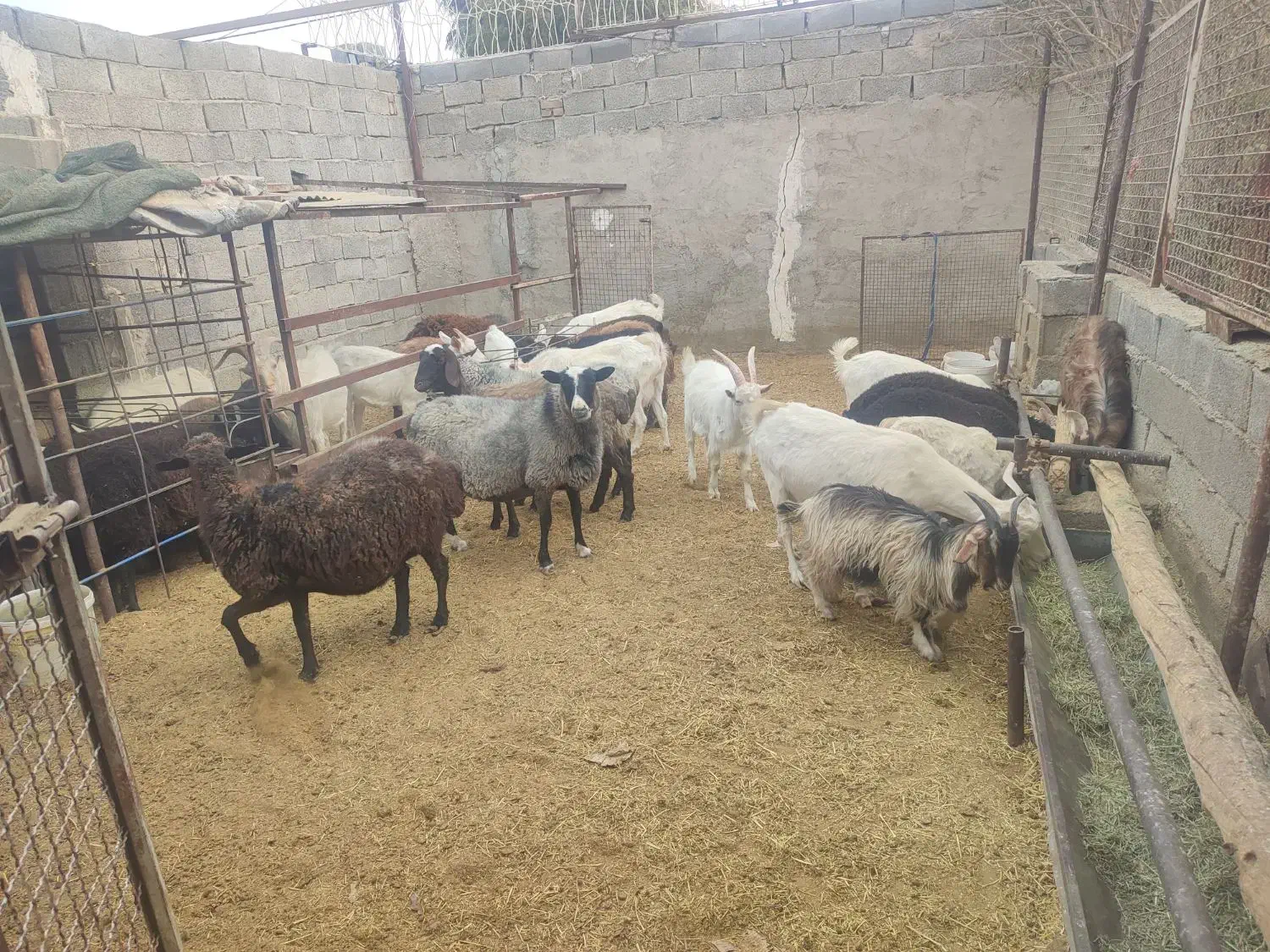 بره چاق|حیوانات مزرعه|محمدشهر, یزدیها|دیوار