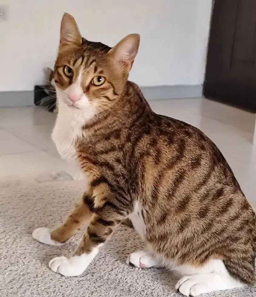 واگذاری رایگان  گربه|گربه|بندر انزلی, معلم|دیوار