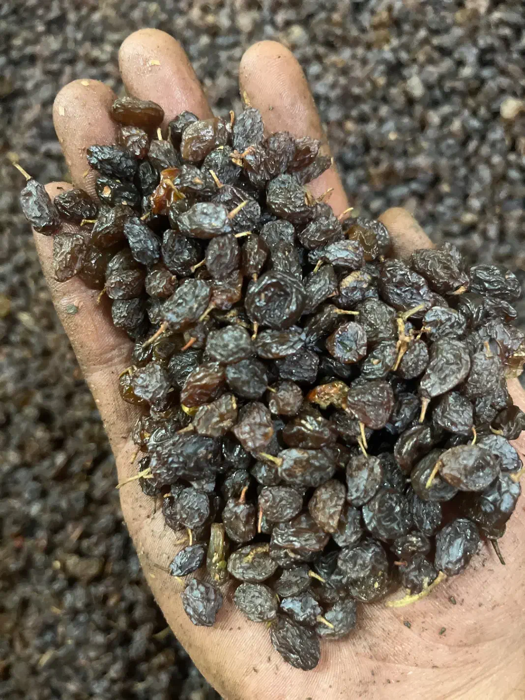 کشمش علیرضا|عمده‌فروشی|تاکستان, |دیوار