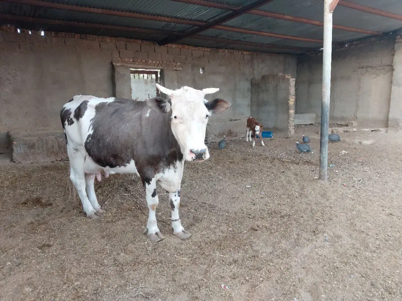 فروش گاو شیری با گوساله|حیوانات مزرعه|زابل, |دیوار