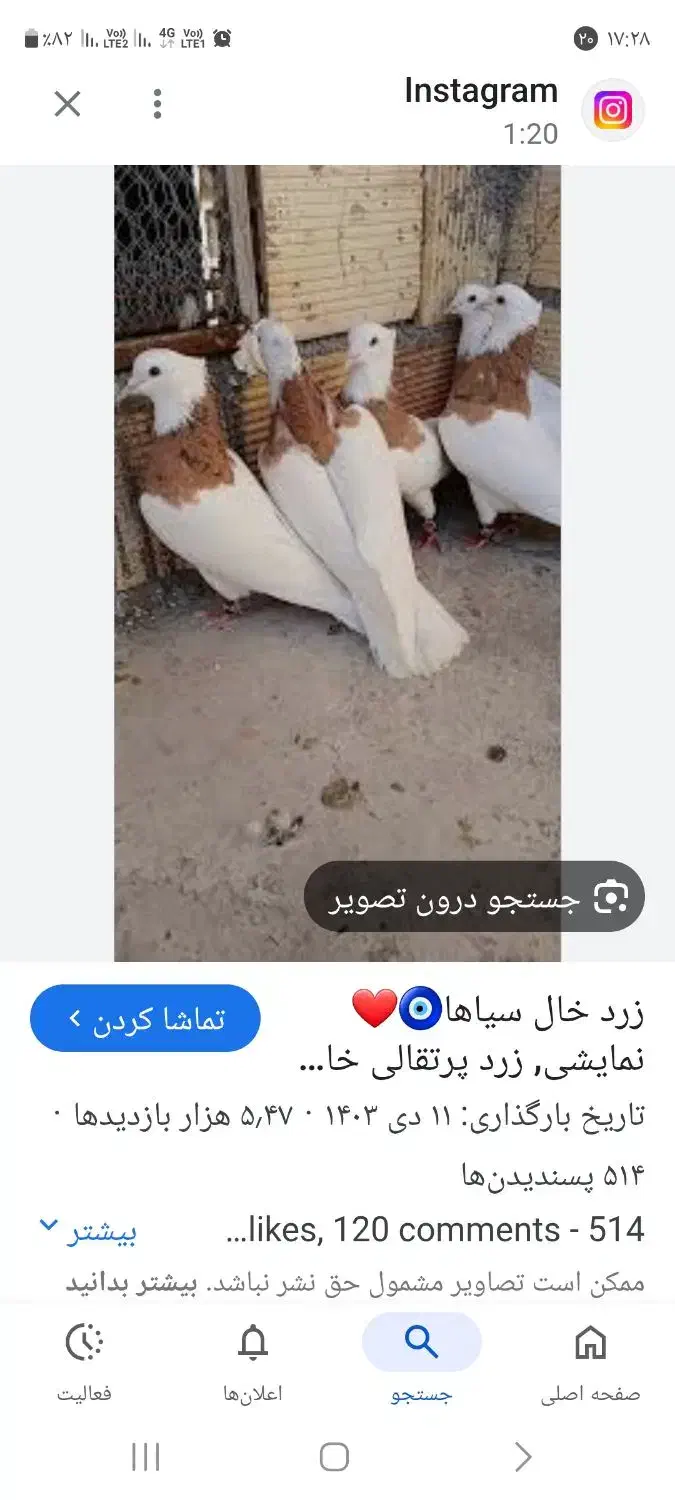 طوقی گم کردم|حیوانات|یزد, |دیوار