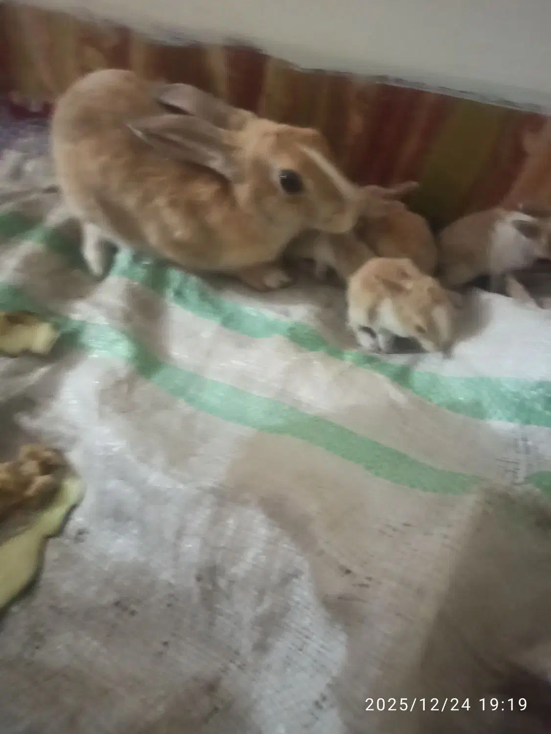 خرگوش|موش و خرگوش|کشکوئیه, |دیوار