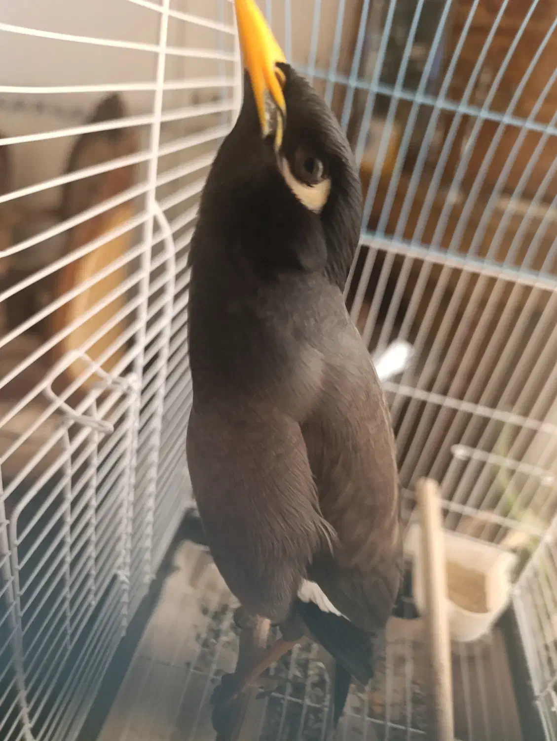 مرغ مینا نر 6ماهه|پرنده|کرمان, |دیوار