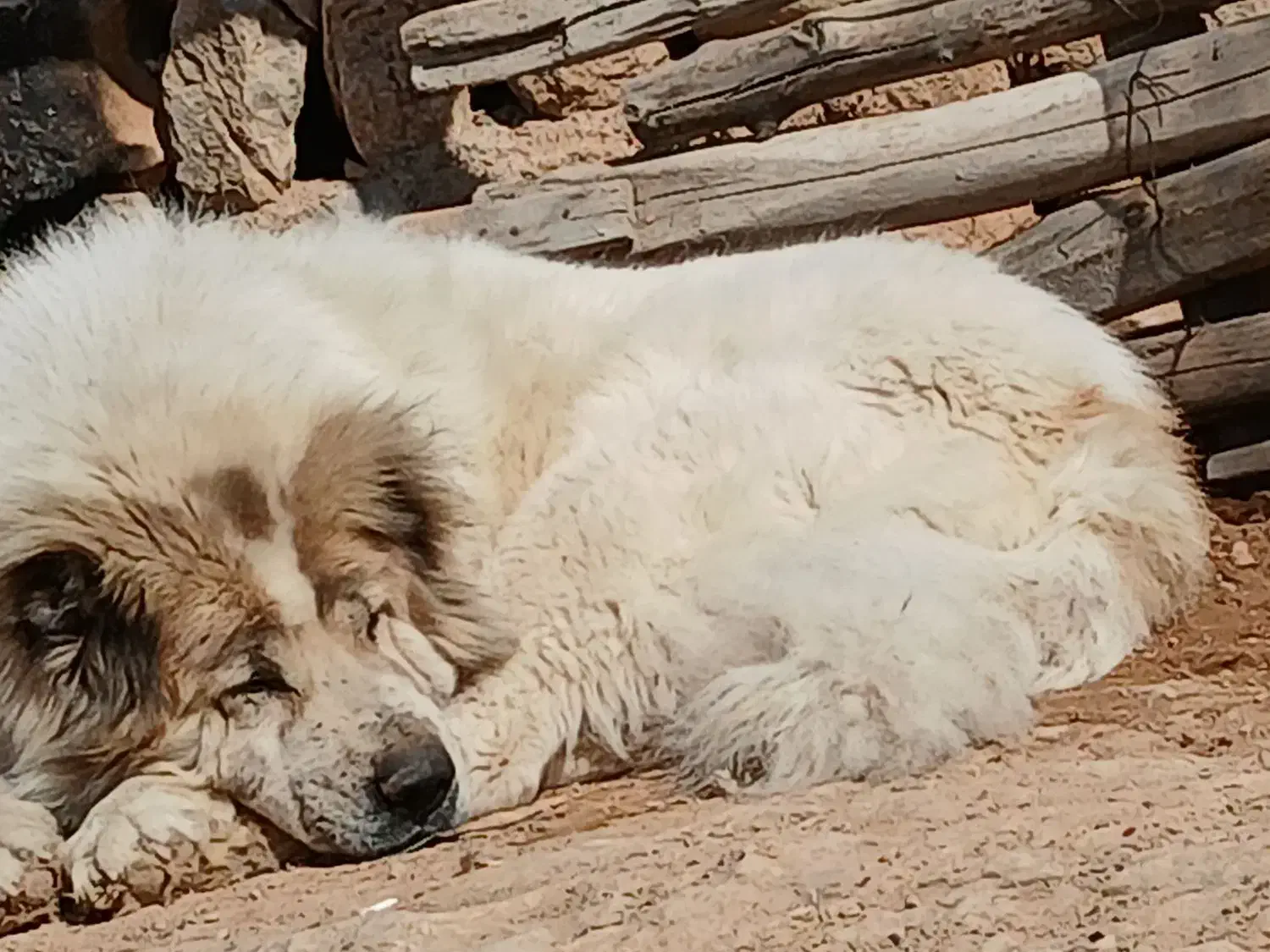 سگ قدرجونی بزرگ|سگ|تهران, بوستان ولایت|دیوار