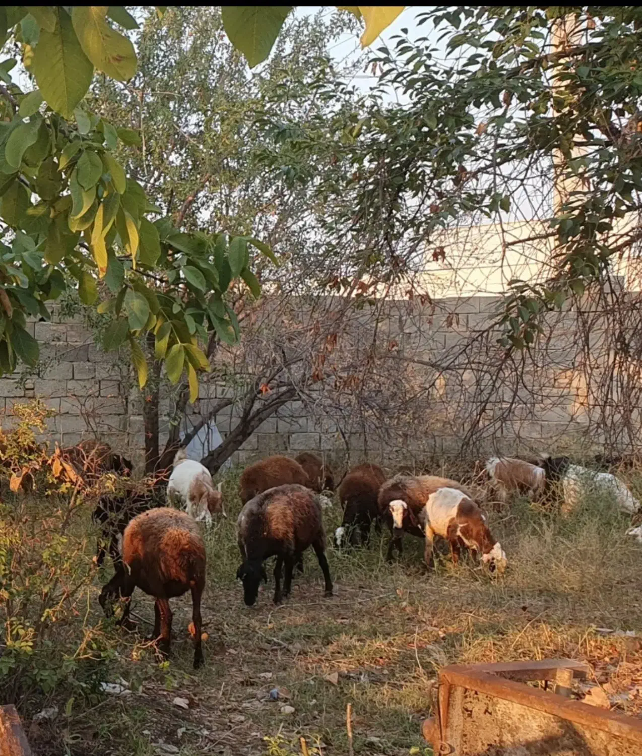 بره و بز و بزغاله|حیوانات مزرعه|رامجین, |دیوار