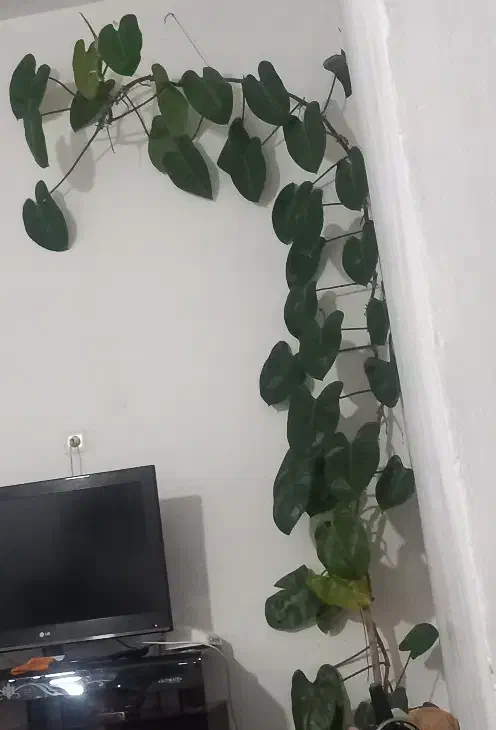 گل گیاه|گل و گیاه طبیعی|آبکوه, |دیوار