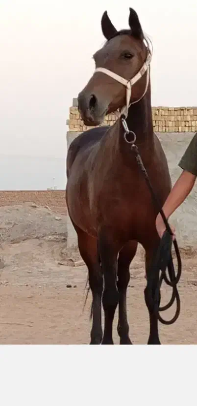 یک عدد مادیان کردفروش فوری به علت نداشتن جا|اسب و تجهیزات اسبسواری|حمیدیا, |دیوار