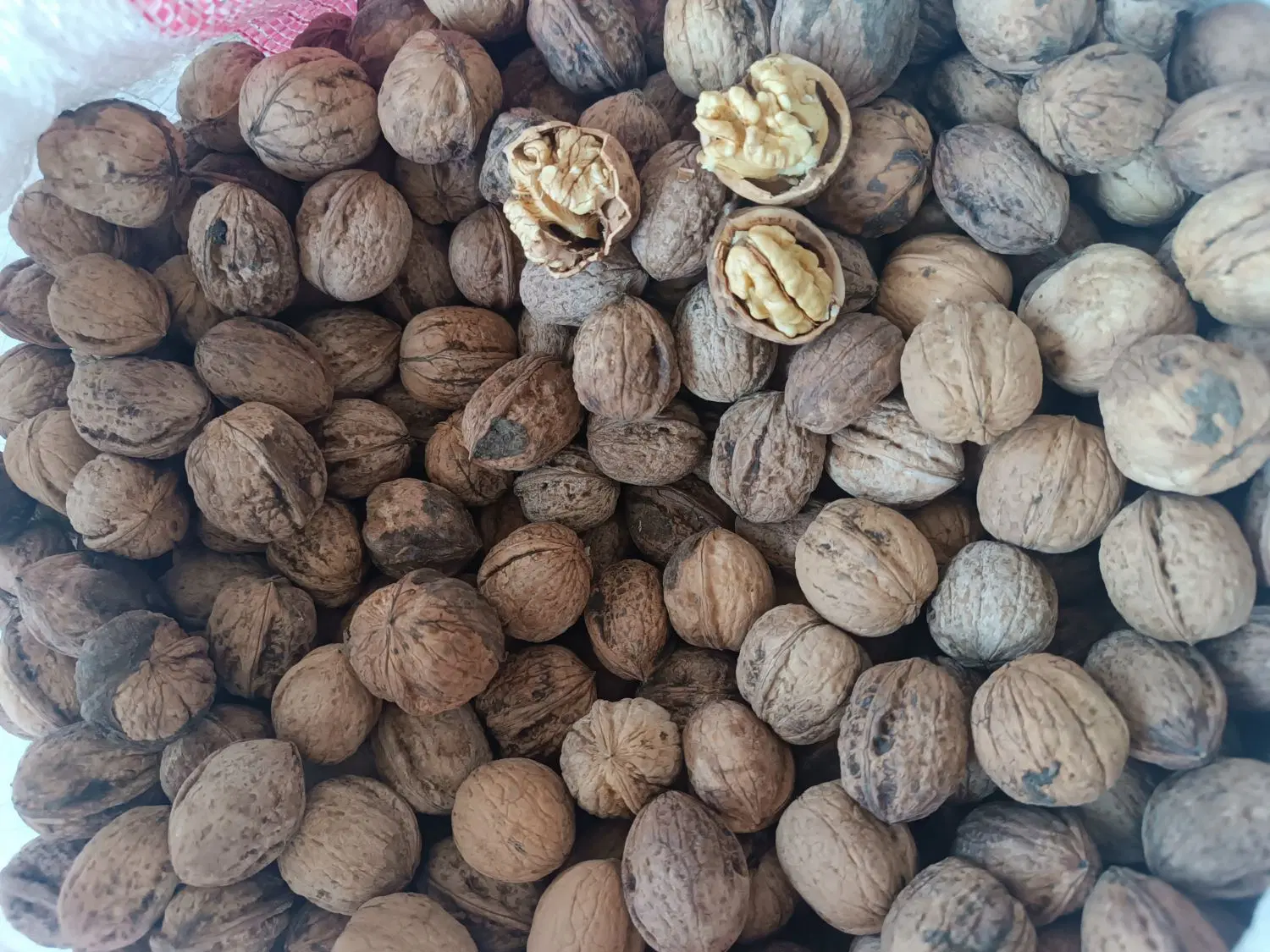 گردو،،|خوردنی و آشامیدنی|مشهد, یوسفیه (شهرک غرب)|دیوار