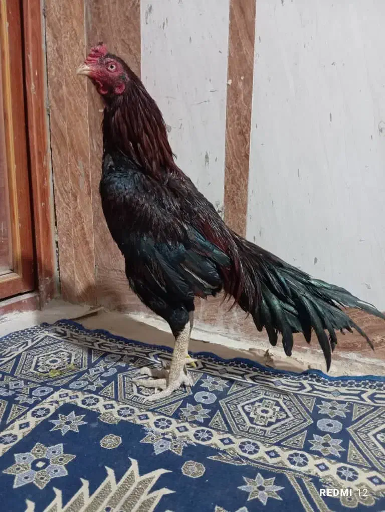 یه خروس بفروش میرس|حیوانات مزرعه|سراوان, |دیوار