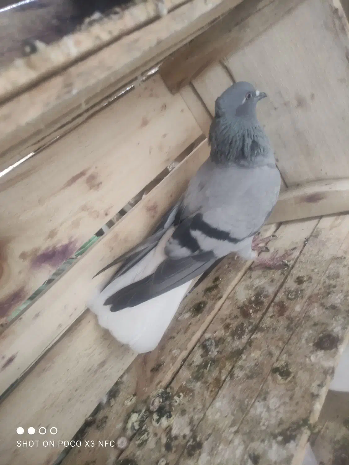 کبوتر سبز دم سفید شعمک دار|پرنده|برازجان, |دیوار