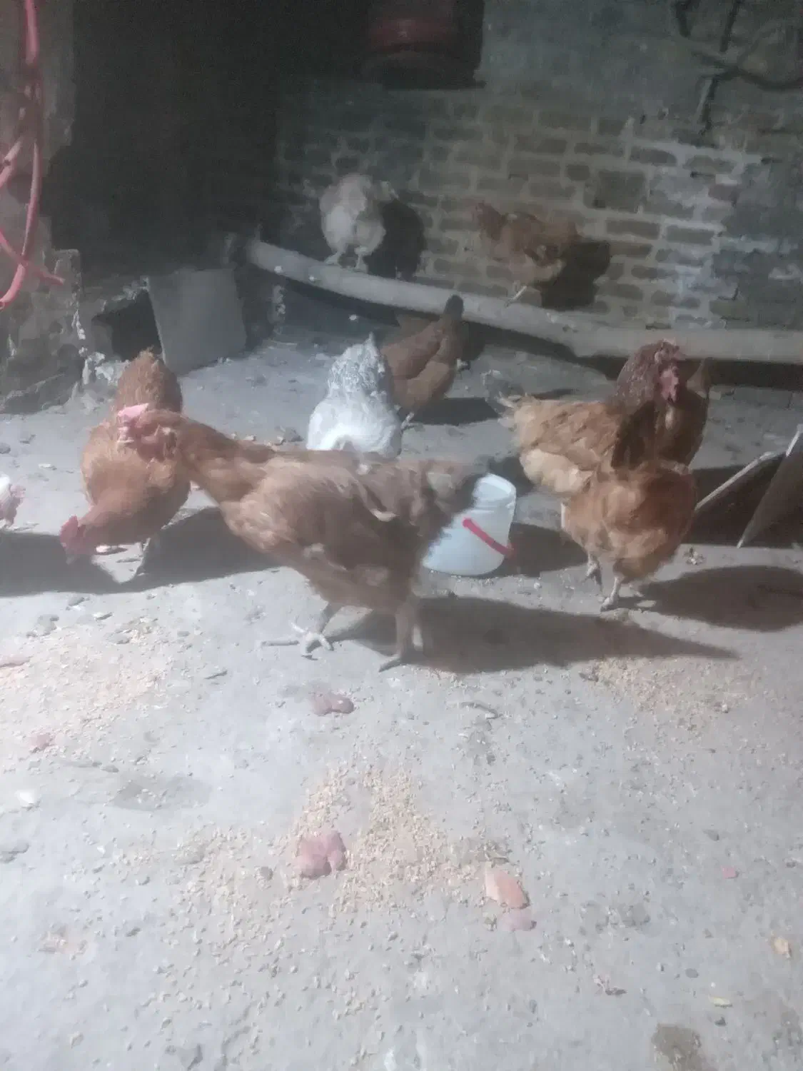 مرغ چاق|حیوانات مزرعه|رضویه, |دیوار