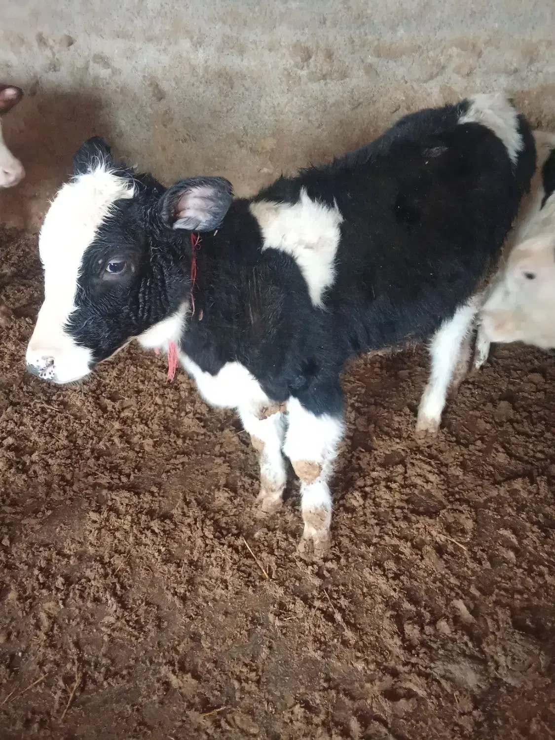 قیمت 63|حیوانات مزرعه|تاکستان, |دیوار