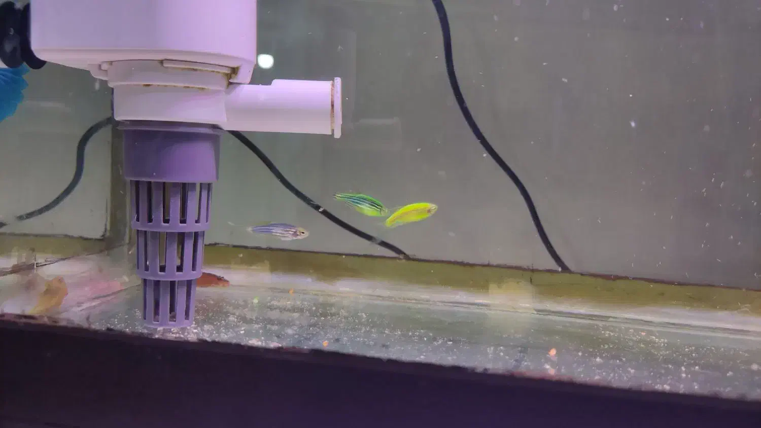 ماهی|ماهی|بومهن, |دیوار