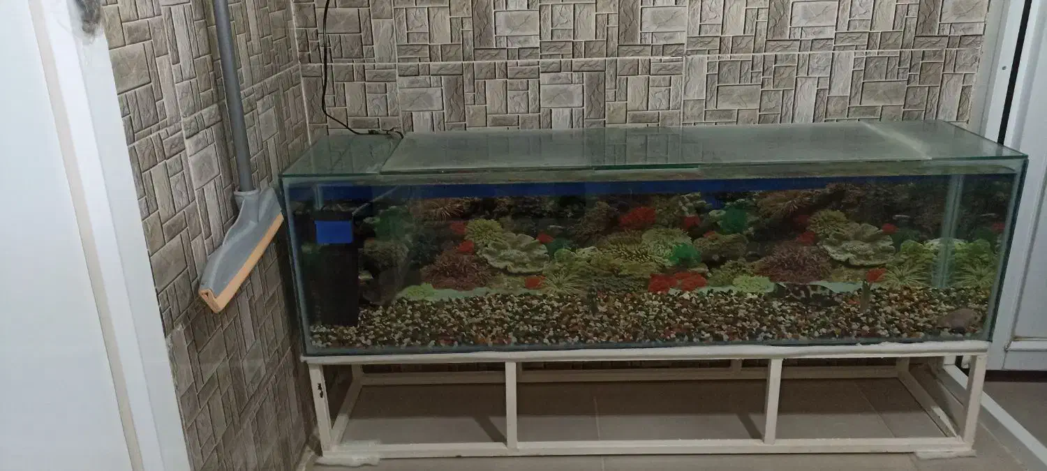 آکواریوم بزرگ همراه ماهی و اکسیژن|ماهی|دهگلان, |دیوار