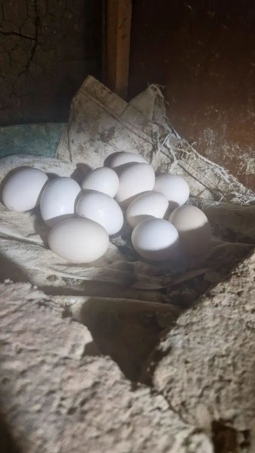تخم مرغ خوراکی محلی روستایی|خوردنی و آشامیدنی|فردیس, شهرک وحدت|دیوار