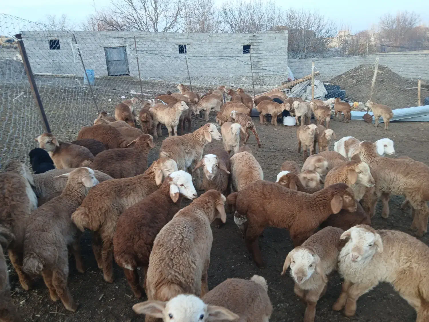 فروش گوسفند|حیوانات مزرعه|مشگین شهر, |دیوار