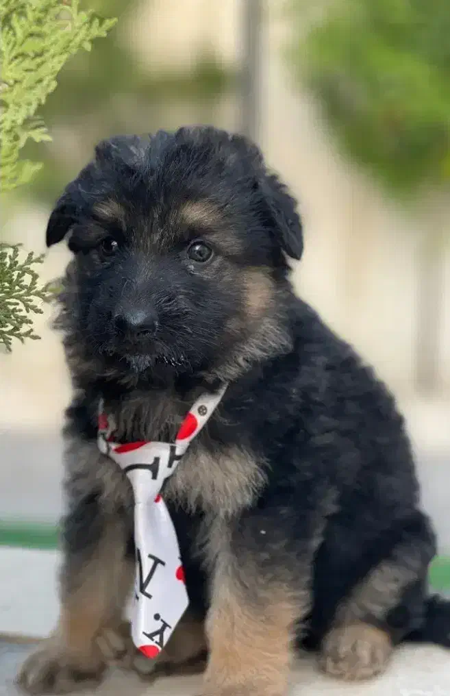 توله ژرمن|سگ|نیشابور, شهرک رسولی|دیوار