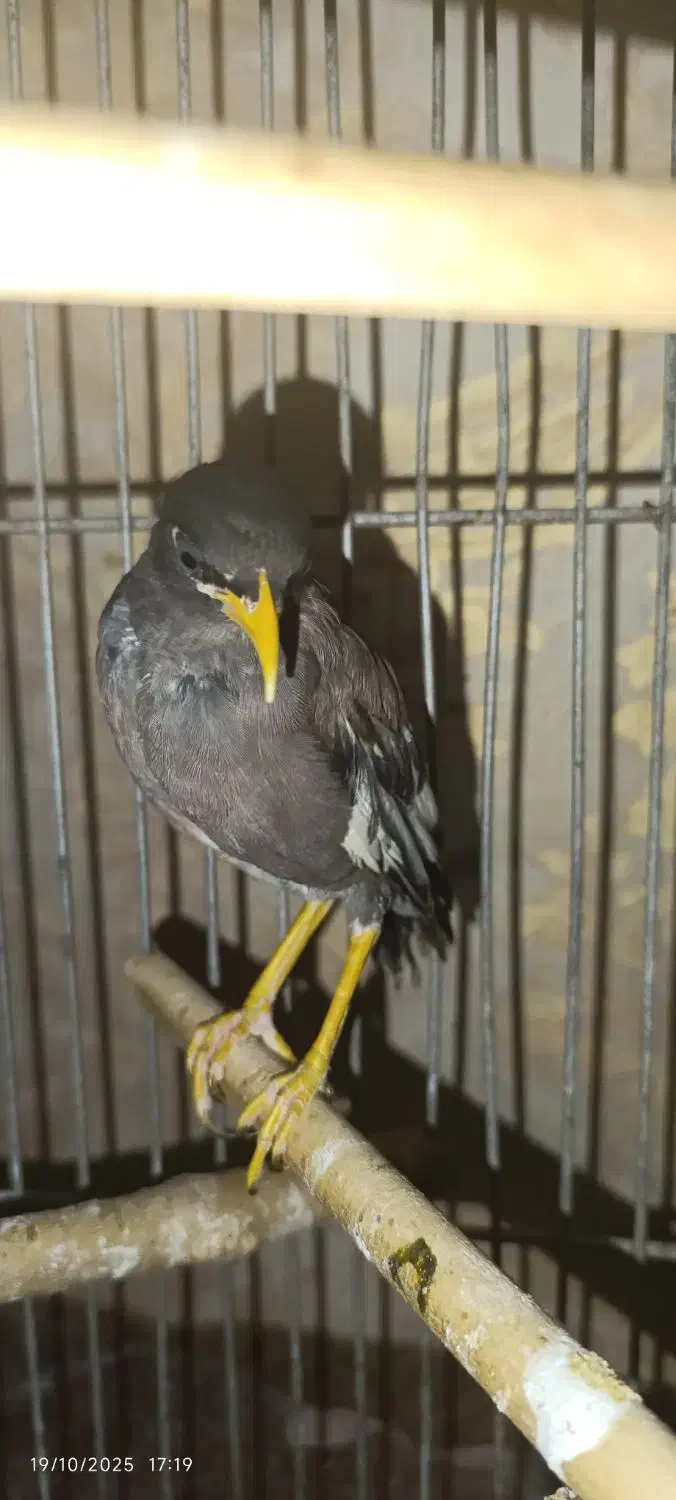 مینا|پرنده|ری, منصوریه منگل|دیوار