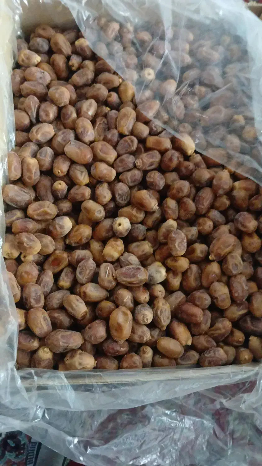 خرمای زاهدی ('قصب )|خوردنی و آشامیدنی|برازجان, |دیوار