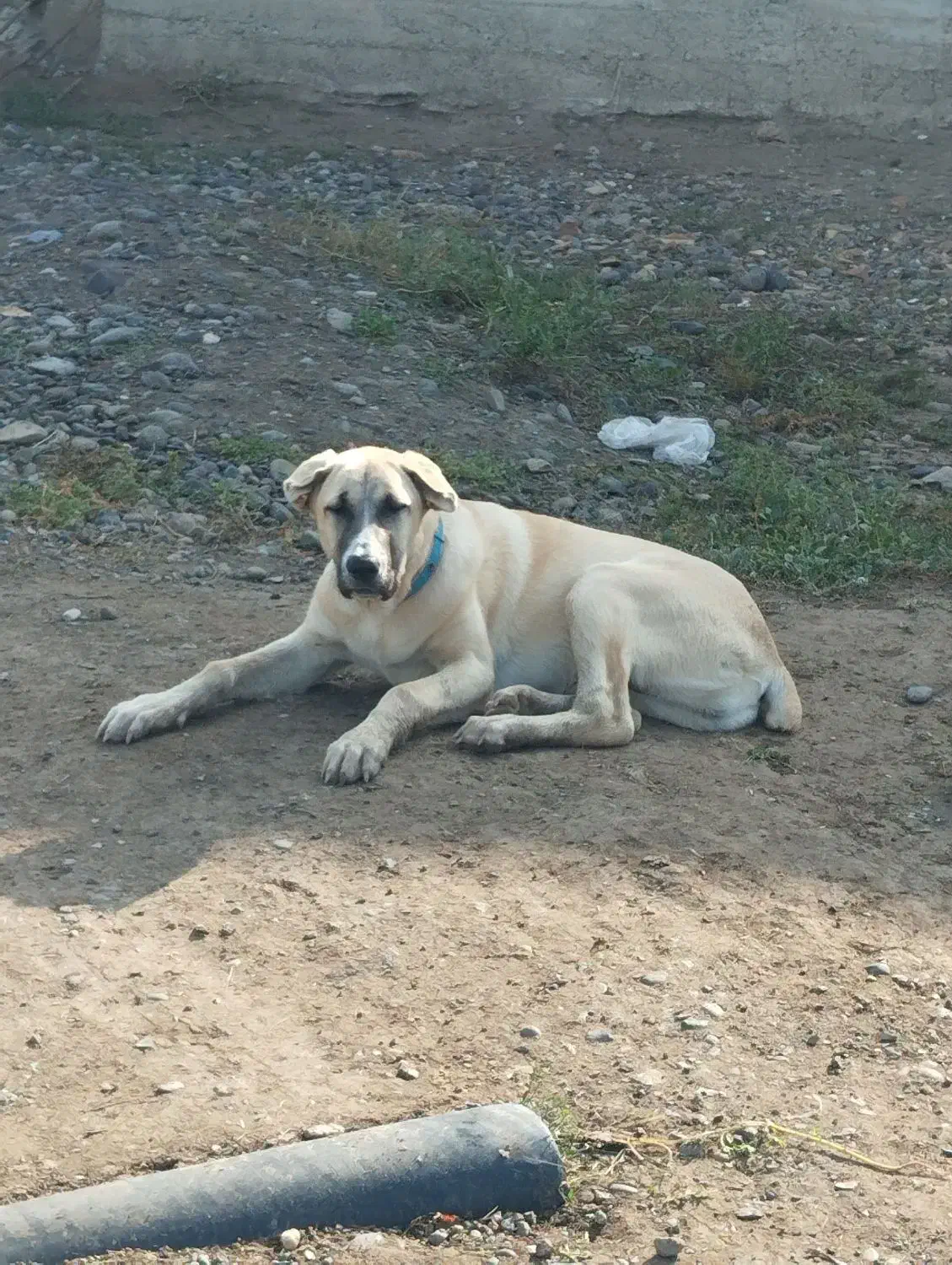 سگ سرابی پنج ماهه|سگ|قشلاق دشت, |دیوار