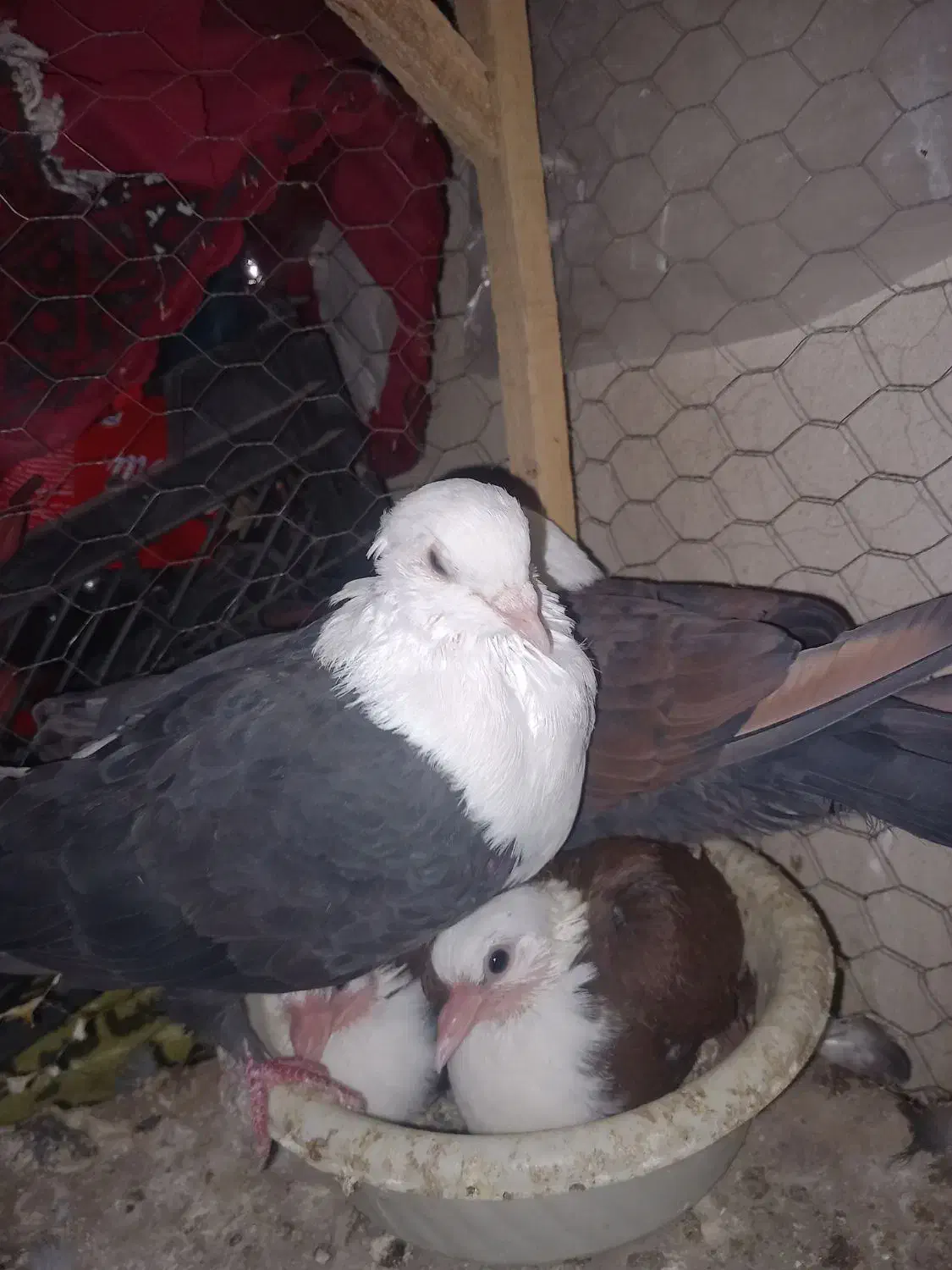 کبوتر کفتر جفتگاه کلاغ کربلایی|پرنده|شاندیز, |دیوار