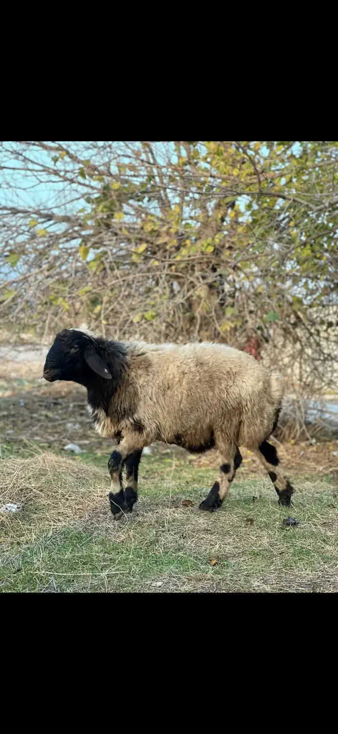 بره قوچی بختیاری ترکمنی|حیوانات مزرعه|گالیکش, |دیوار